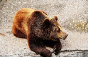 Unusual Rodents that Are Legal to Own