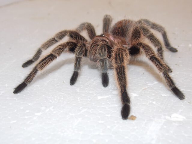 gramostola