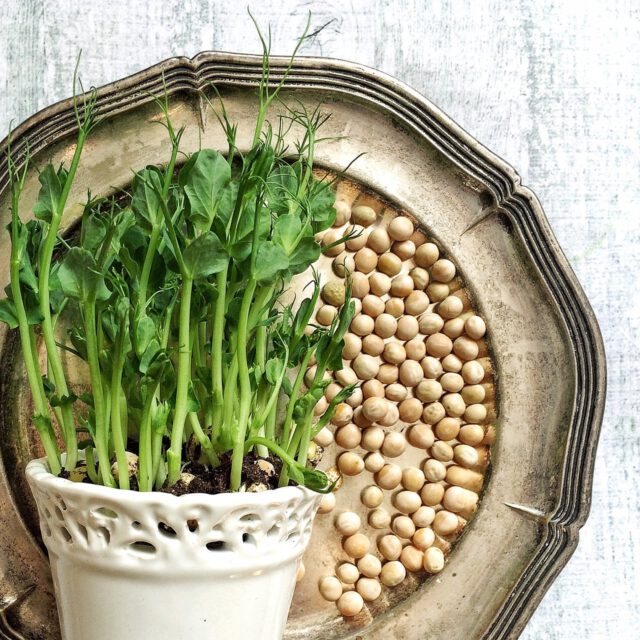 pea-shoots-1271882_1280