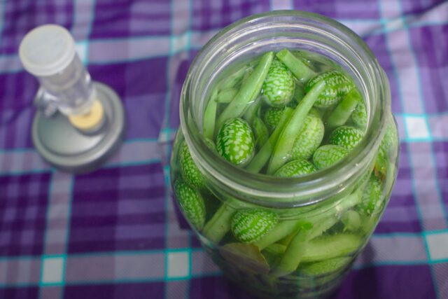 lacto-fermentation-861551_1280