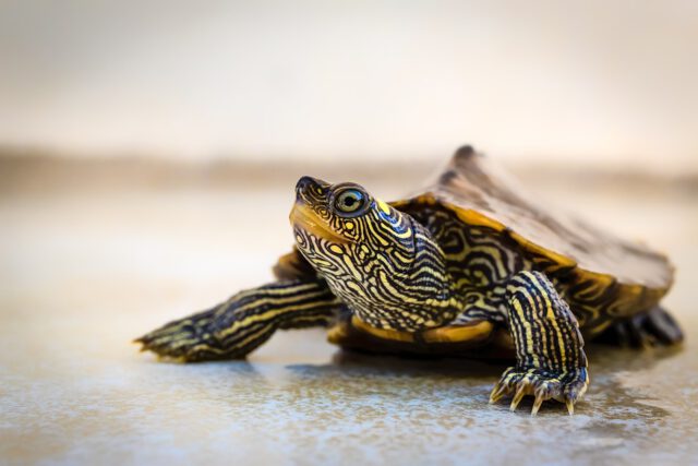 turtle-4681979_960_720