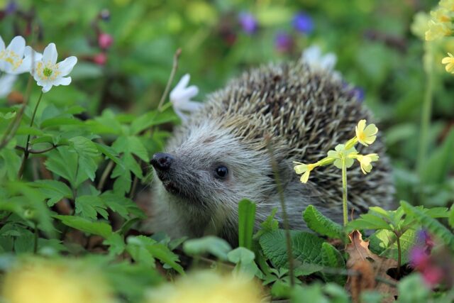 hedgehog-548335_960_720