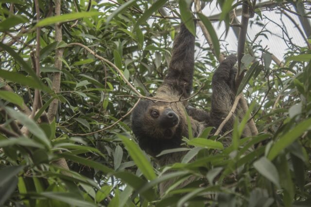sloth-1277137_1920