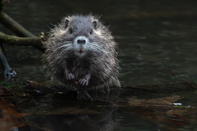 beaver-rat-7738914_1920