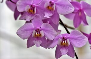 Orchidej můrovec: péče o něj se od ostatních orchidejí liší