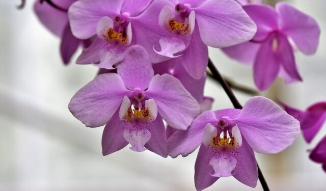 orchids-4029492_960_720