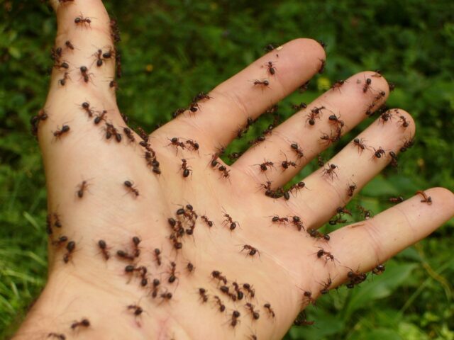 ants-4239_1280