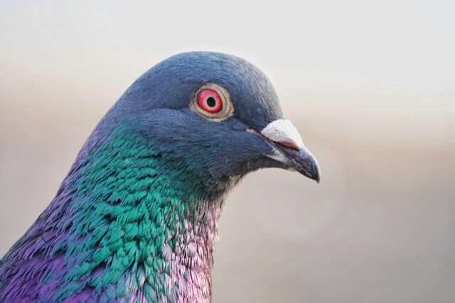 bird-7102006_1920