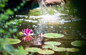 Nejčastější problémy zahradních jezírek a jak je řešit