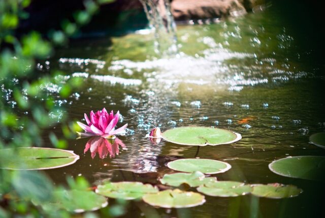pond-5277409_960_720
