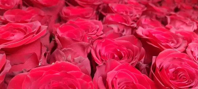 hpBanner-ever-red