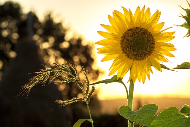 mploscar-sunflower-1127174